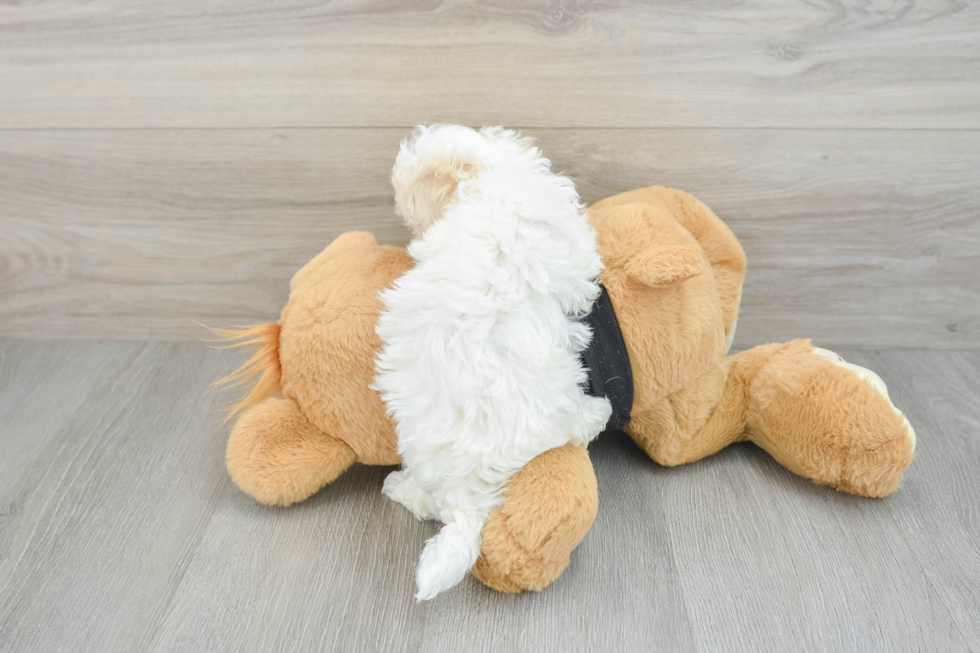 Maltipoo Puppy for Adoption