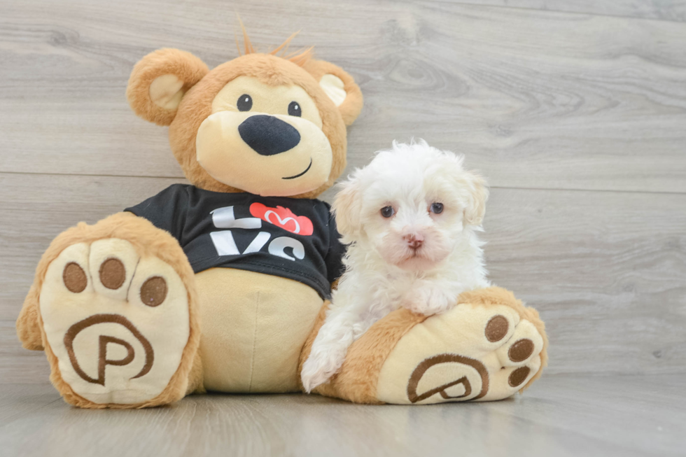Maltipoo Pup Being Cute