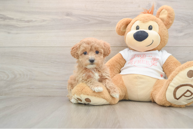 Popular Maltipoo Poodle Mix Pup