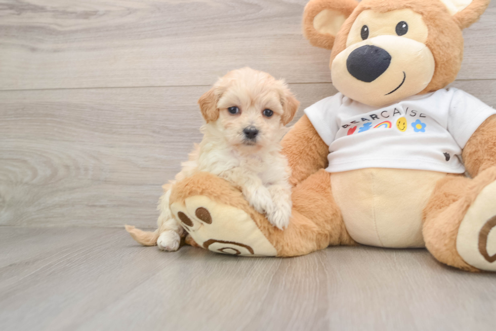 Maltipoo Pup Being Cute