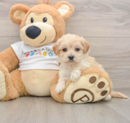 8 week old Maltipoo Puppy For Sale - Premier Pups