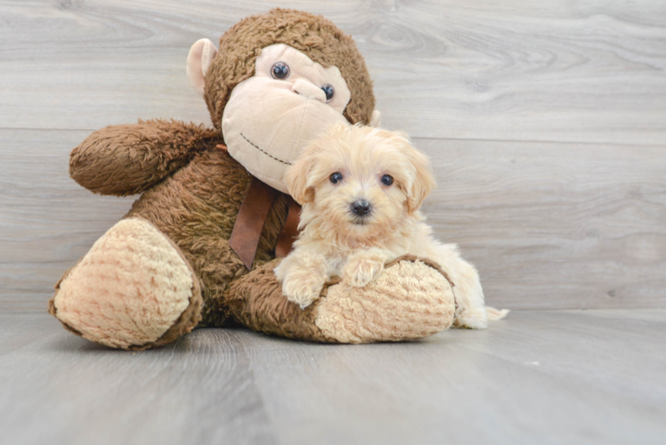 Cute Maltipoo Baby
