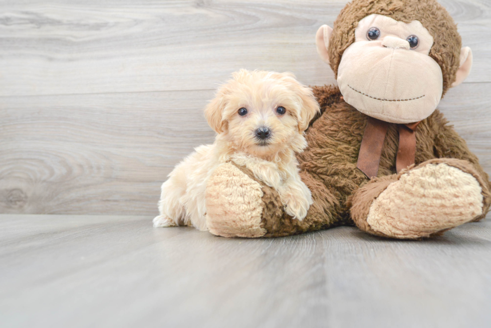 Maltipoo Puppy for Adoption