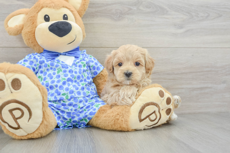 Fluffy Maltipoo Poodle Mix Pup