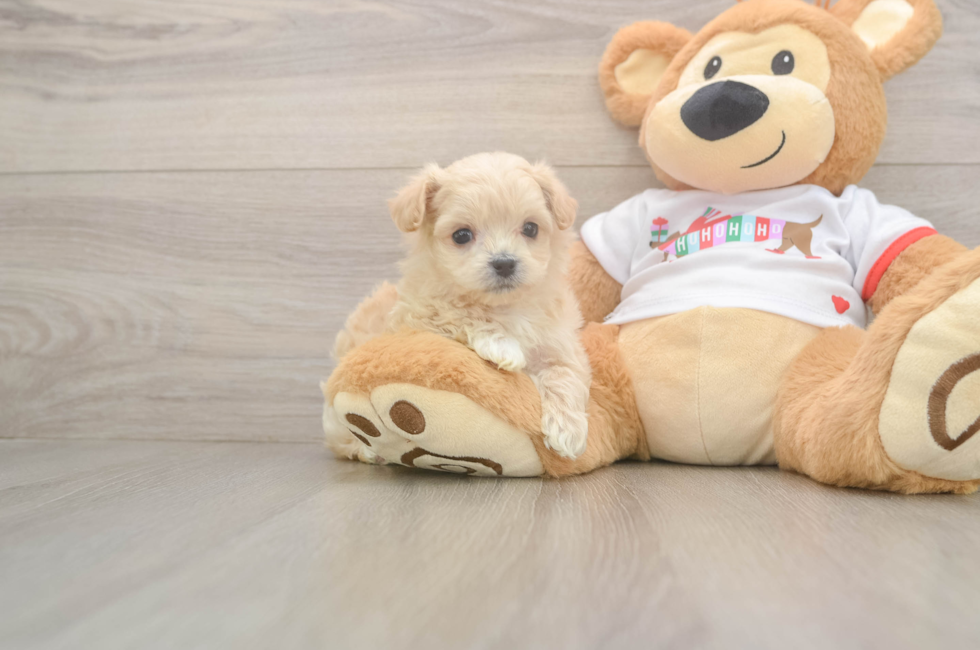 6 week old Maltipoo Puppy For Sale - Premier Pups
