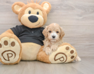 9 week old Maltipoo Puppy For Sale - Premier Pups