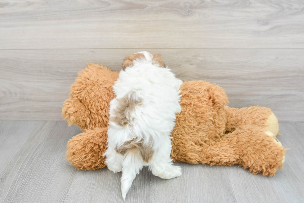 Maltipoo Pup Being Cute