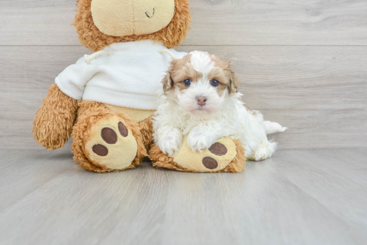 Fluffy Maltipoo Poodle Mix Pup
