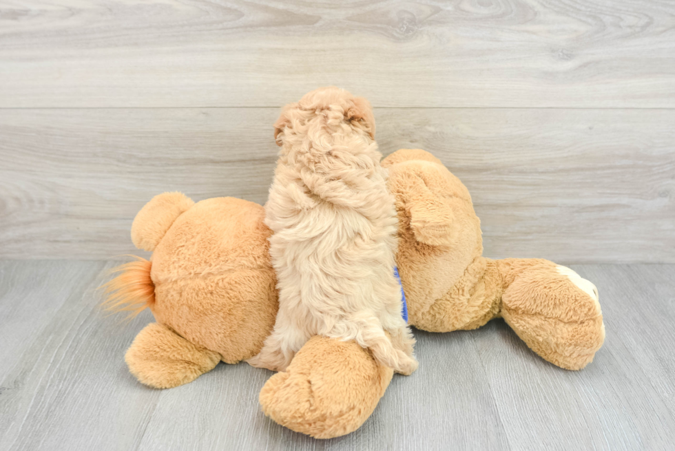 Maltipoo Puppy for Adoption