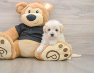 8 week old Maltipoo Puppy For Sale - Premier Pups
