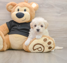 7 week old Maltipoo Puppy For Sale - Premier Pups
