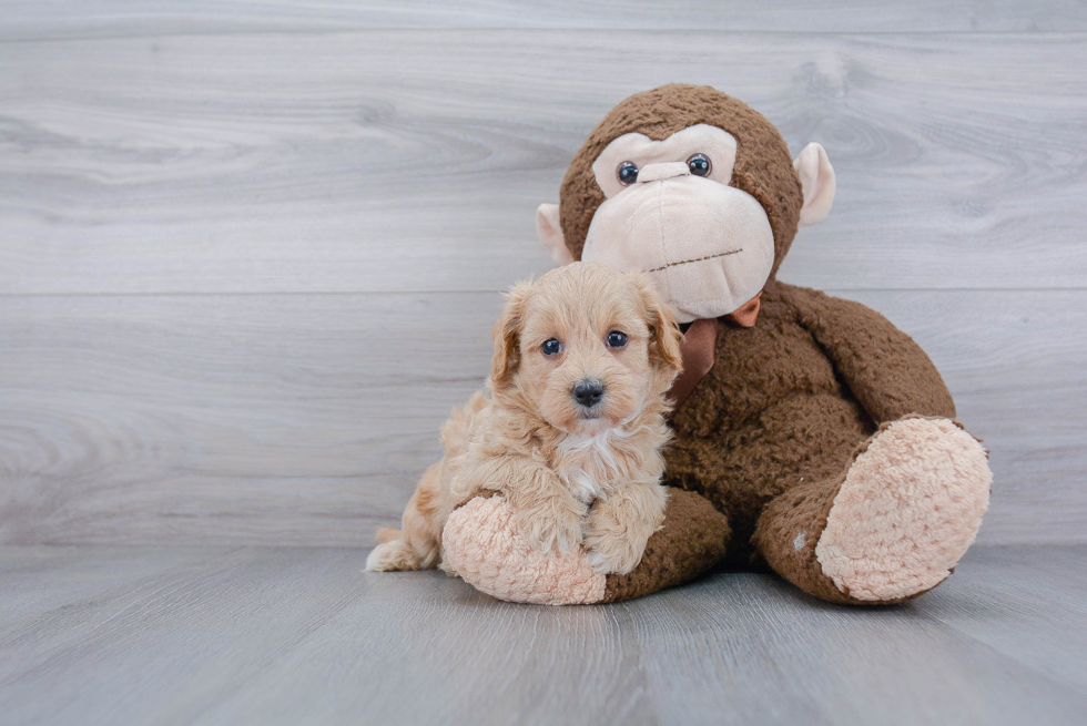 Best Maltipoo Baby