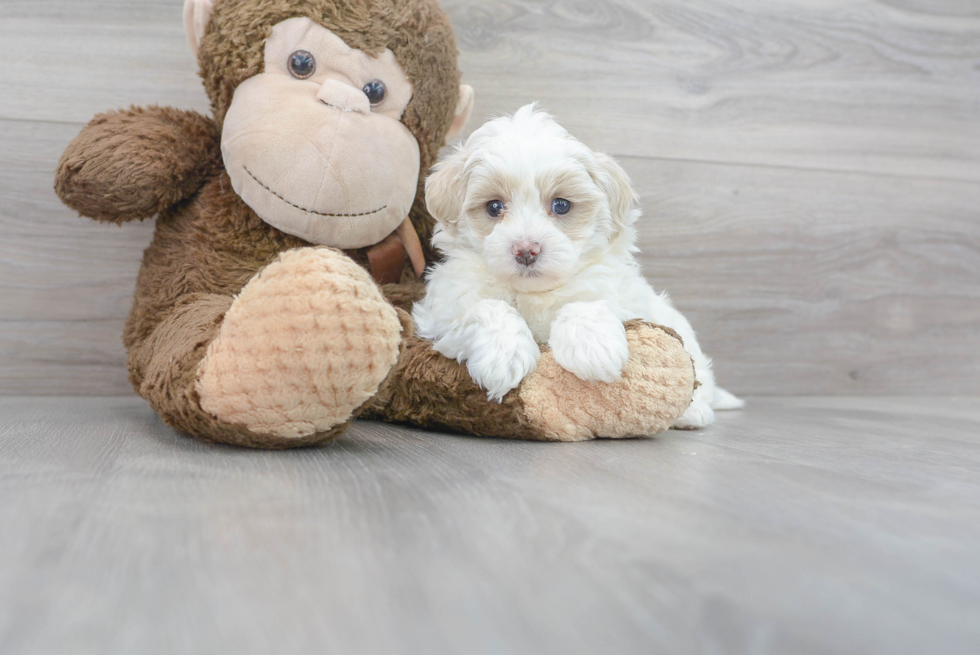 Cute Maltipoo Baby