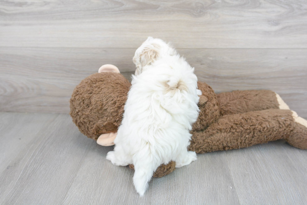 Maltipoo Puppy for Adoption