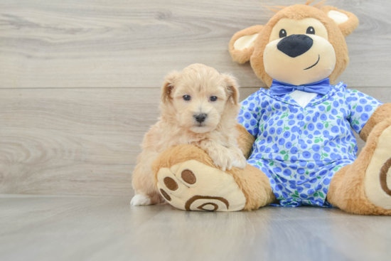 Maltipoo Pup Being Cute