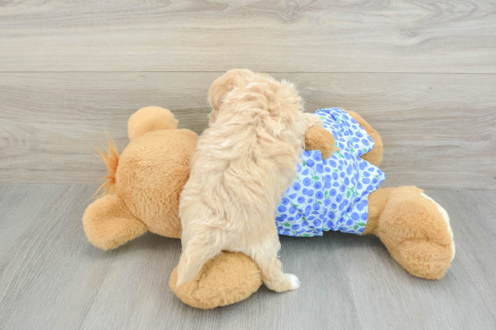 Smart Maltipoo Poodle Mix Pup