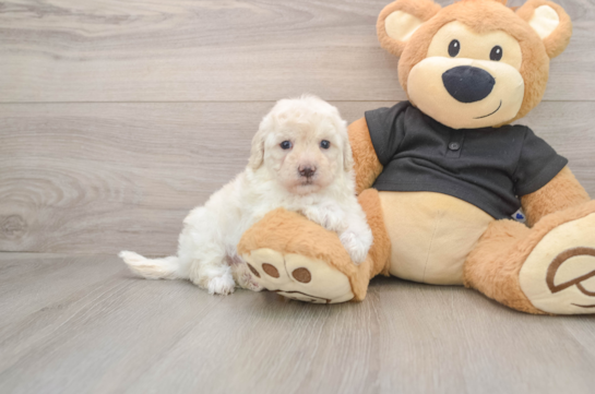 DEDRA, a Maltipoo littermate