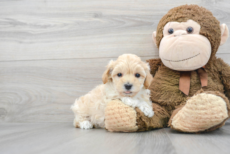 Maltipoo Pup Being Cute