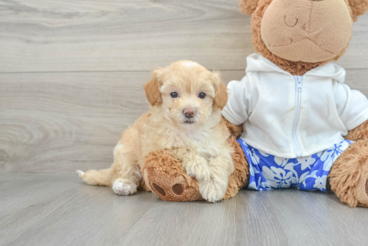 Hypoallergenic Maltepoo Poodle Mix Puppy