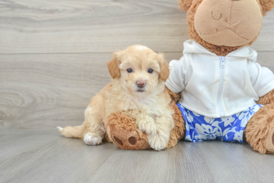 Hypoallergenic Maltepoo Poodle Mix Puppy