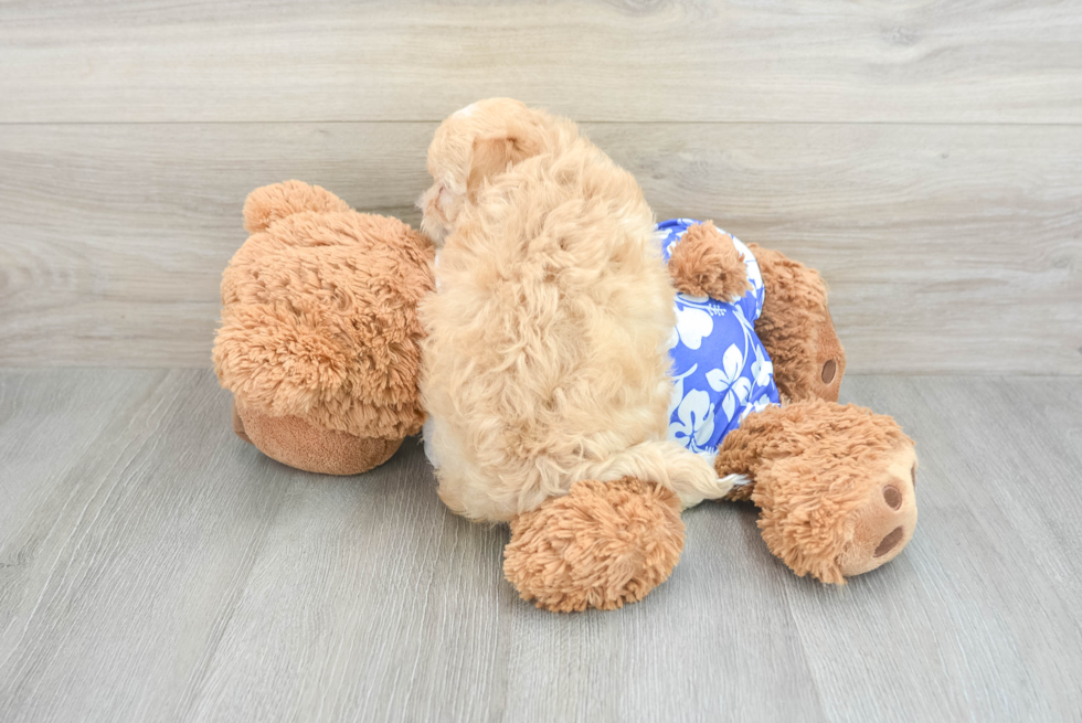 Friendly Maltipoo Baby