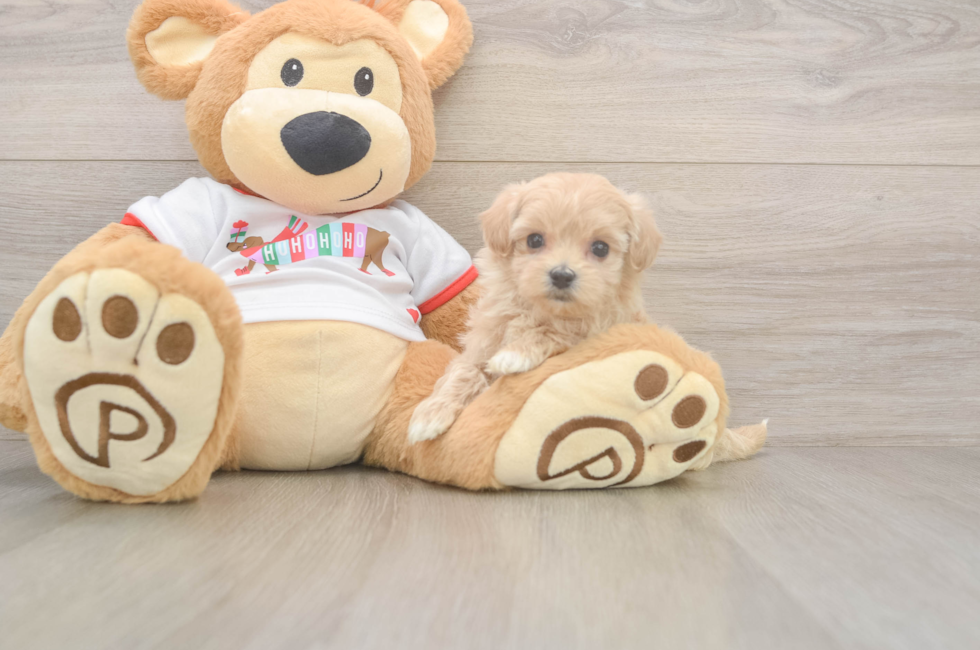 6 week old Maltipoo Puppy For Sale - Premier Pups