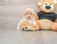 8 week old Maltipoo Puppy For Sale - Premier Pups