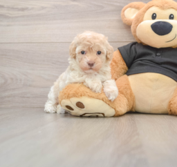 7 week old Maltipoo Puppy For Sale - Premier Pups
