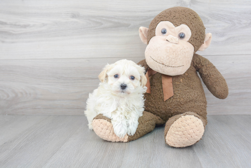 Maltipoo Pup Being Cute