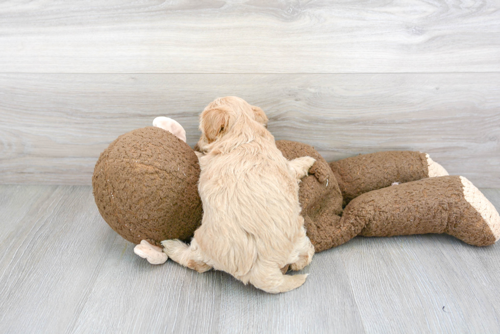 Maltipoo Puppy for Adoption