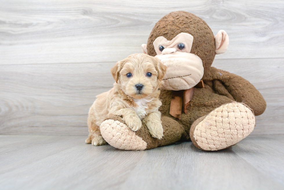 Maltipoo Puppy for Adoption
