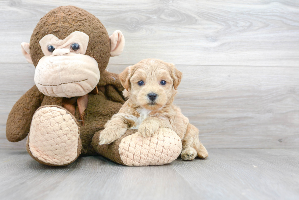 Maltipoo Pup Being Cute