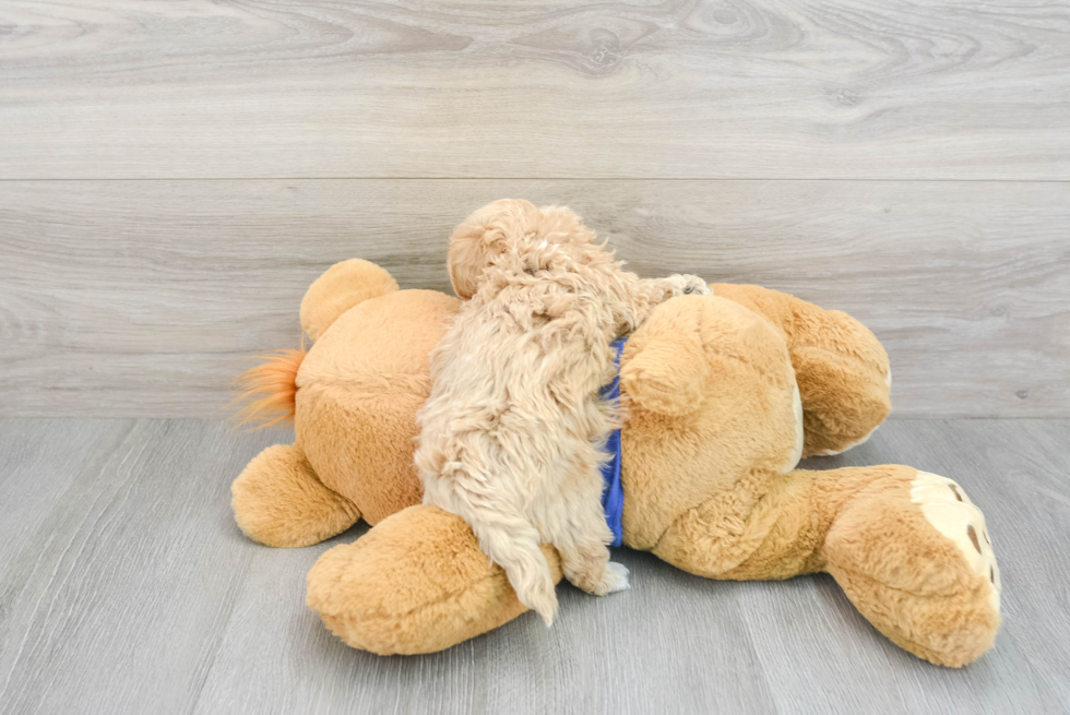 Funny Maltipoo Poodle Mix Pup