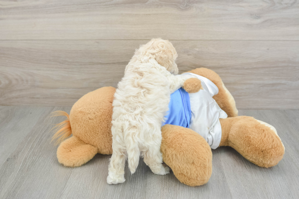 Maltipoo Pup Being Cute