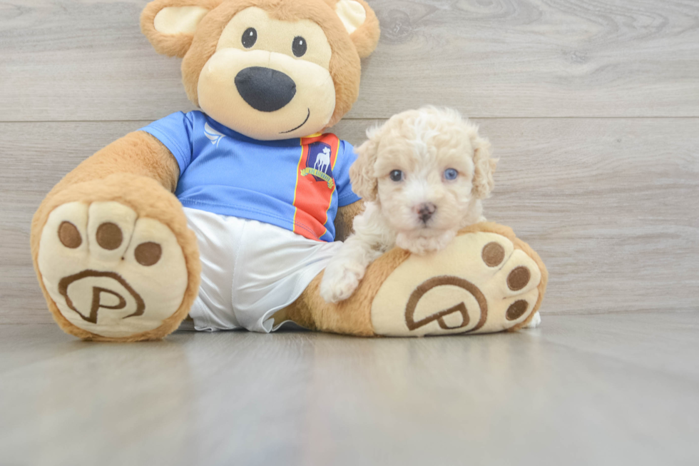 Little Malt Oodle Poodle Mix Puppy