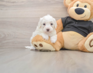 8 week old Maltipoo Puppy For Sale - Premier Pups
