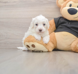 7 week old Maltipoo Puppy For Sale - Premier Pups