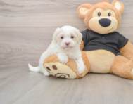 8 week old Maltipoo Puppy For Sale - Premier Pups
