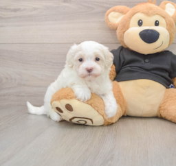 7 week old Maltipoo Puppy For Sale - Premier Pups