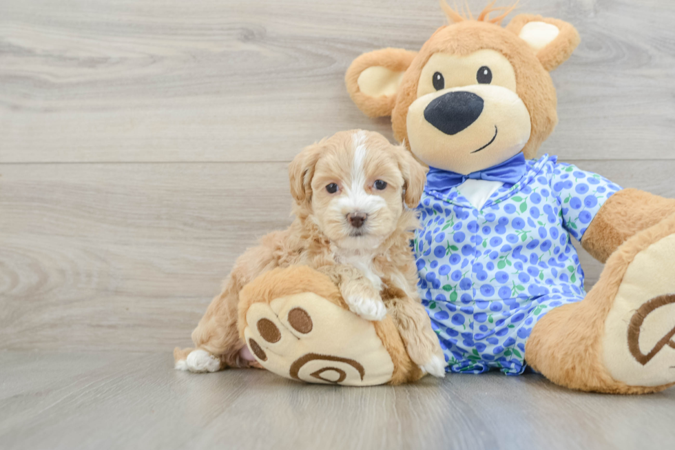 Popular Maltipoo Poodle Mix Pup