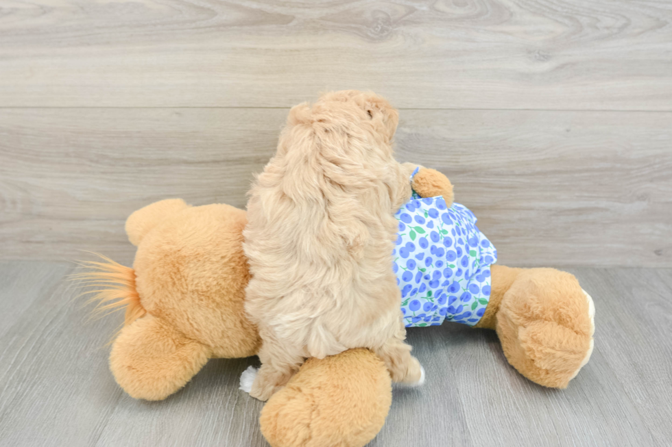 Maltipoo Pup Being Cute