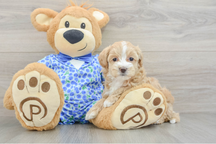 Maltipoo Pup Being Cute