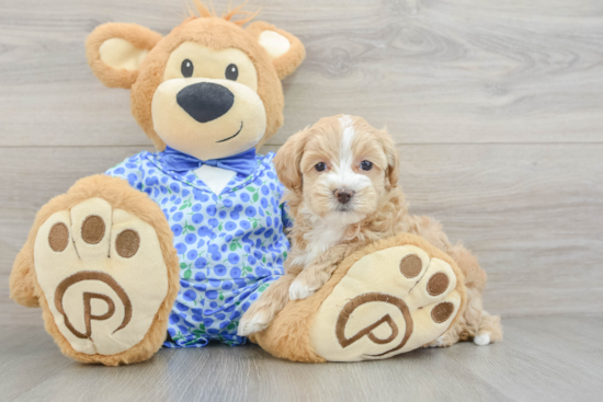 Maltipoo Pup Being Cute