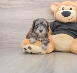 8 week old Maltipoo Puppy For Sale - Premier Pups