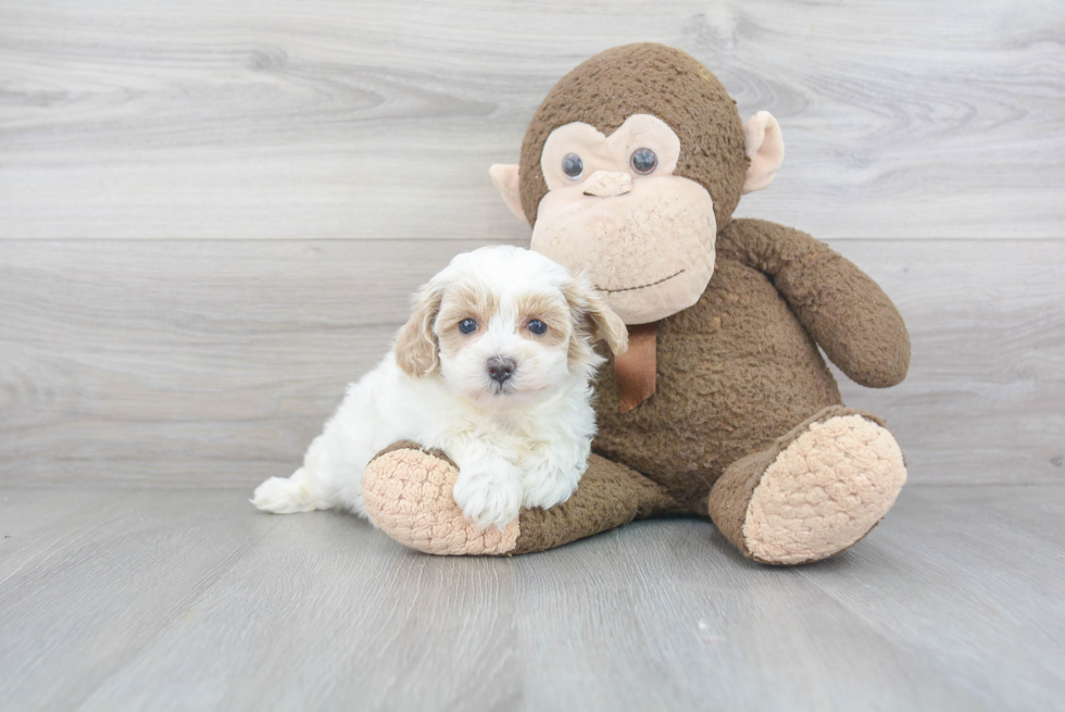 Petite Maltipoo Poodle Mix Pup