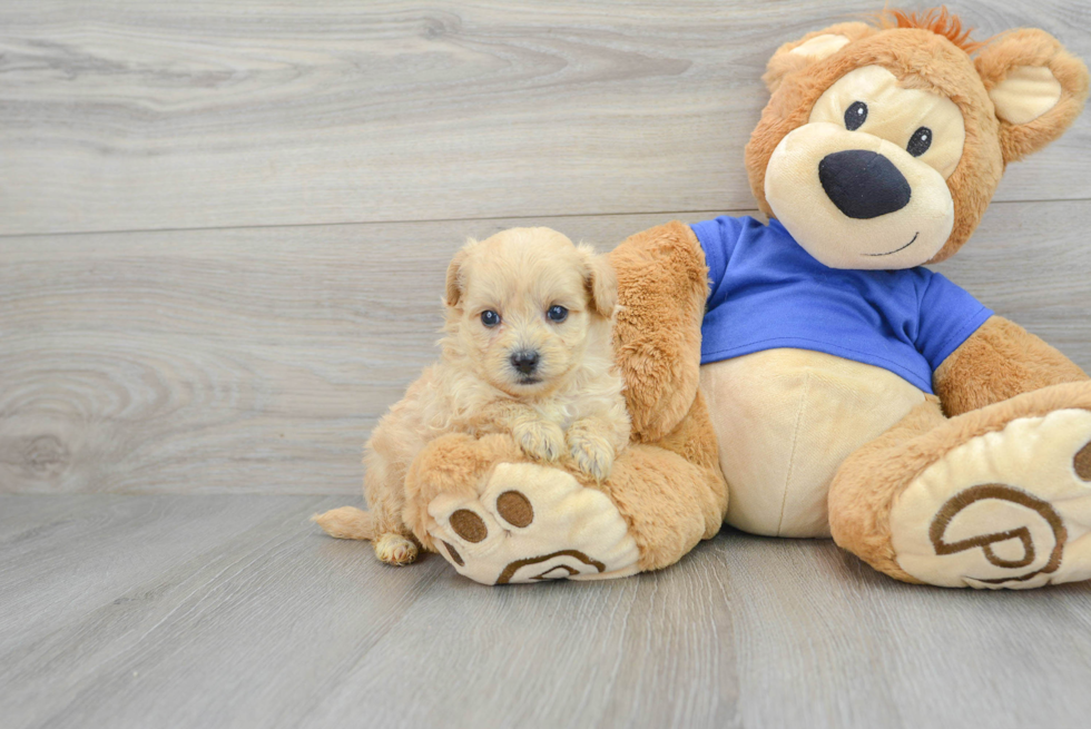 Playful Maltese Poodle Poodle Mix Puppy