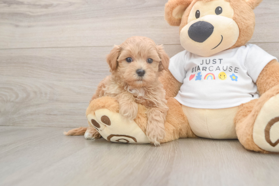 Maltipoo Puppy for Adoption