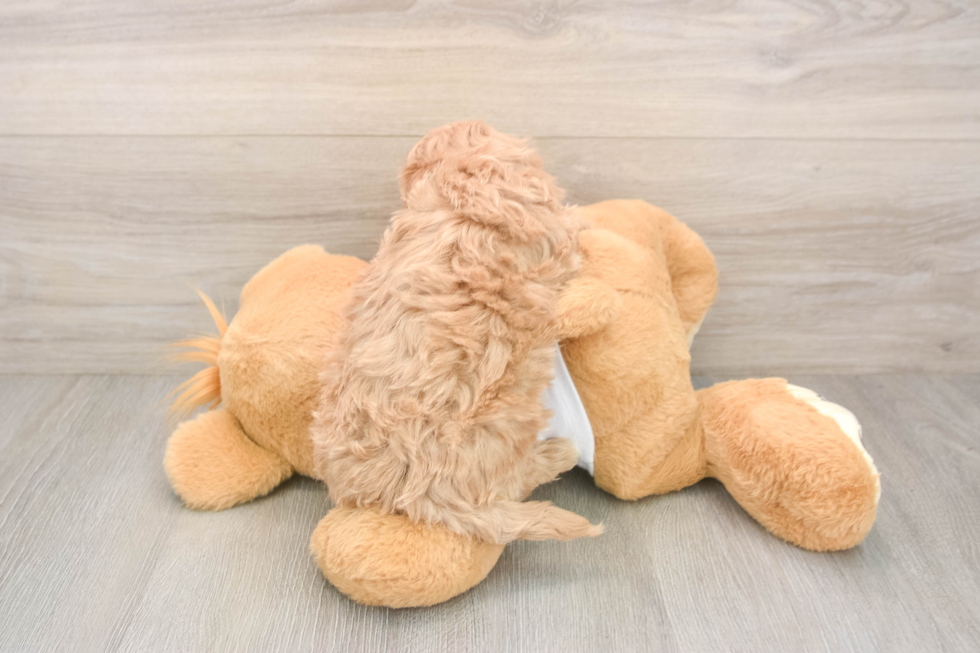 Maltipoo Puppy for Adoption