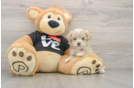 Little Moodle Poodle Mix Puppy