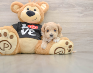 7 week old Maltipoo Puppy For Sale - Premier Pups